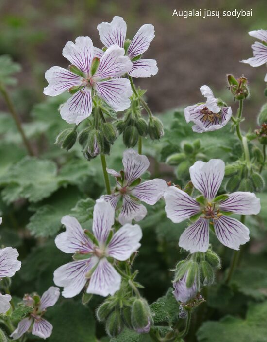 Renardo snaputis (Geranium renardii)